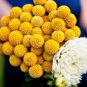 Craspedia Globosa Seeds Yellow Drumstick Perennial Billy Buttons 100 PCS Seeds
