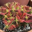 Crassula Capitella Thyrsiflora Red Pagoda Jatropha Tree Herbs Plants 10 PCS Seeds Crassula Capitella Thyrsiflora Red Pagoda Jatropha Tree Herbs Plants 10 PCS Seeds