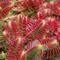 Crassula Capitella Thyrsiflora Red Pagoda Jatropha Tree Herbs Plants 10 PCS Seeds