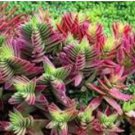 Crassula Capitella Thyrsiflora Red Pagoda Succulent Cactus Bonsai 10 PCS Seeds
