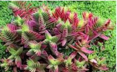 Crassula Capitella Thyrsiflora Red Pagoda Succulent Cactus Bonsai 10 PCS Seeds