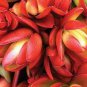 Crassula Capitella Thyrsiflora Red Pagoda Succulent Cactus Bonsai 10 PCS Seeds