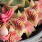 Crassula Capitella Thyrsiflora Red Pagoda Succulent Cactus Bonsai 10 PCS Seeds
