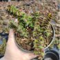 Crassula Capitella Thyrsiflora Seeds Red Pagoda Succulent Bonsai 10 PCS Seeds