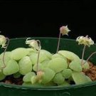Crassula Nemorosa Seeds Anti-radiation Succulent Plant 20 PCS Seeds