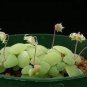 Crassula Nemorosa Seeds Anti-radiation Succulent Plant 20 PCS Seeds