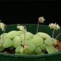 Crassula Nemorosa Seeds Anti-radiation Succulent Plant 20 PCS Seeds