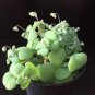 Crassula Nemorosa Seeds Anti-radiation Succulent Plant 20 PCS Seeds