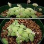 Crassula Nemorosa Seeds Anti-radiation Succulent Plant 20 PCS Seeds