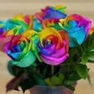 Crazy Rainbow Rose 50 PCS Seeds