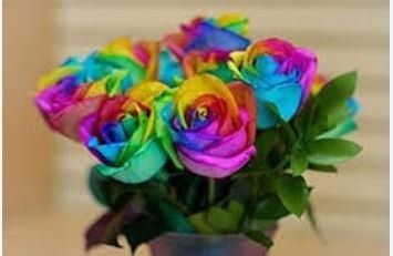 Crazy Rainbow Rose 50 PCS Seeds