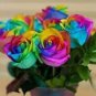 Crazy Rainbow Rose 50 PCS Seeds