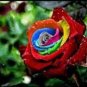 Crazy Rainbow Rose 50 PCS Seeds