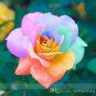 Crazy Rainbow Rose 50 PCS Seeds