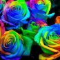 Crazy Rainbow Rose 50 PCS Seeds