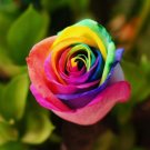 Crazy Rainbow Rose seeds big blooms a must for home garden 50 PCS Seeds