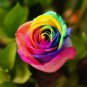 Crazy Rainbow Rose seeds big blooms a must for home garden 50 PCS Seeds