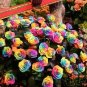 Crazy Rainbow Rose seeds big blooms a must for home garden 50 PCS Seeds