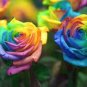 Crazy Rainbow Rose seeds big blooms a must for home garden 50 PCS Seeds
