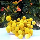 Craspedia Globosa Billy Button Flower Potted Plants Home Garden 30 PCS Seeds Craspedia Globosa Billy Button Flower Potted Plants Home Garden 30 PCS Seeds