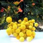 Craspedia Globosa Billy Button Flower Potted Plants Home Garden 30 PCS Seeds