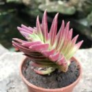 Crassula Capitella Thyrsiflora Red Pagoda Succulent Cactus Bonsai 10 PCS Seeds