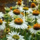 Cream & Sugar Echinacea x hybrida Elegant Bloom Coneflower 200 PCS Seeds