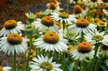 Cream & Sugar Echinacea x hybrida Elegant Bloom Coneflower 200 PCS Seeds