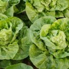 Cream Lettuce Seeds Butter Head Little Gem Organic Natural Vegetable 120 PCS Seeds