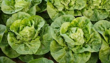 Cream Lettuce Seeds Butter Head Little Gem Organic Natural Vegetable 120 PCS Seeds