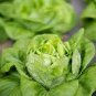 Cream Lettuce Seeds Butter Head Little Gem Organic Natural Vegetable 120 PCS Seeds