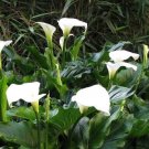 Cream White Calla Lily (Zantedeschia aethiopica) 50 PCS Seeds