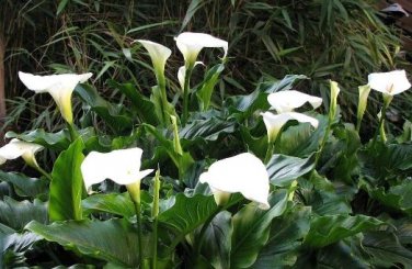 Cream White Calla Lily (Zantedeschia aethiopica) 50 PCS Seeds
