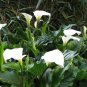 Cream White Calla Lily (Zantedeschia aethiopica) 50 PCS Seeds