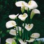 Cream White Calla Lily (Zantedeschia aethiopica) 50 PCS Seeds