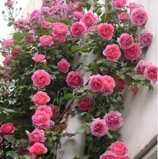 Creepers Flowers Rosa,Polyantha Rose, Chinese Flower 100 PCS Seeds
