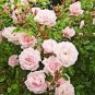 Creepers Flowers Rosa,Polyantha Rose, Chinese Flower 100 PCS Seeds