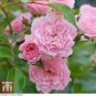 Creepers Flowers Rosa,Polyantha Rose, Chinese Flower 100 PCS Seeds