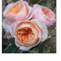 Creepers Flowers Rosa,Polyantha Rose, Chinese Flower 100 PCS Seeds