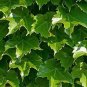 Creepers Green Boston Ivy Bonsai Green Leaf Flowers Plant 200 PCS Seeds