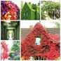 Creepers Green Boston Ivy Bonsai Green Leaf Flowers Plant 200 PCS Seeds