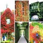 Creepers Green Boston Ivy Bonsai Green Leaf Flowers Plant 200 PCS Seeds