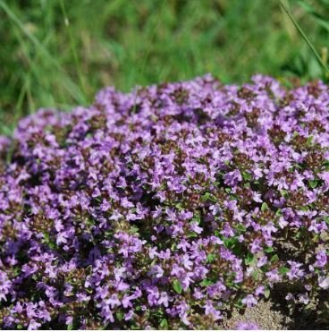 Creeping Thyme 100 PCS Seeds