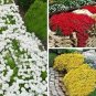 Creeping Thyme 100 PCS Seeds