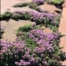 Creeping Thyme Bonsai Flower Plant Rock 200 PCS Seeds Creeping Thyme Bonsai Flower Plant Rock 200 PCS Seeds