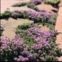 Creeping Thyme Bonsai Flower Plant Rock 200 PCS Seeds
