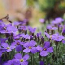 Creeping Thyme Bonsai or Blue Rock CRESS Garden 100 PCS Seeds