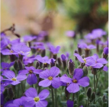 Creeping Thyme Bonsai or Blue Rock CRESS Garden 100 PCS Seeds