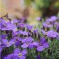 Creeping Thyme Bonsai or Blue Rock CRESS Garden 100 PCS Seeds