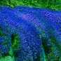 Creeping Thyme Bonsai or Blue Rock CRESS Garden 100 PCS Seeds